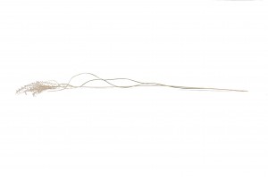 dried-miscanthus-18.
