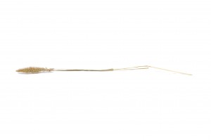 dried-setaria-18.