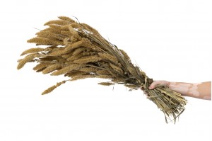 dried-setaria-18.