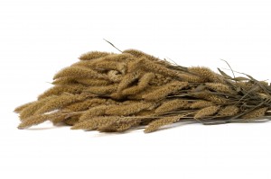 dried-setaria-18