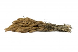 dried-setaria-18.