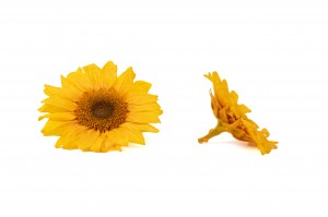 tete-de-tournesol-stabilisee-30.