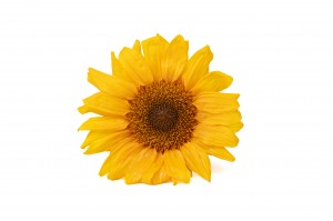 tete-de-tournesol-stabilisee-30