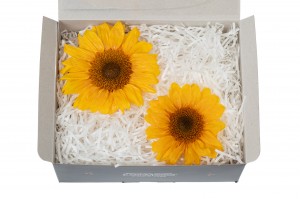 tete-de-tournesol-stabilisee-30.