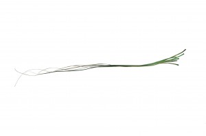 preserved-bear-grass-6.