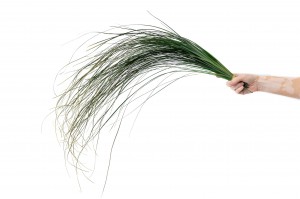 bear-grass-stabilise-6.