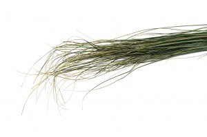 stabilisierte-bear-grass-6