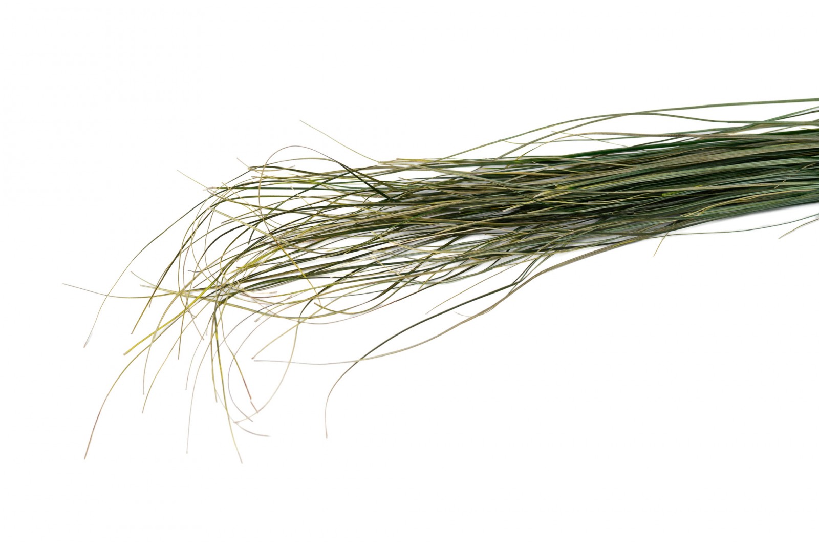 Preserved Bear grass (6) preserved-bear-grass-6