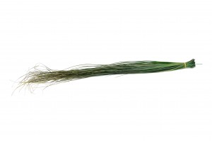 preserved-bear-grass-6.