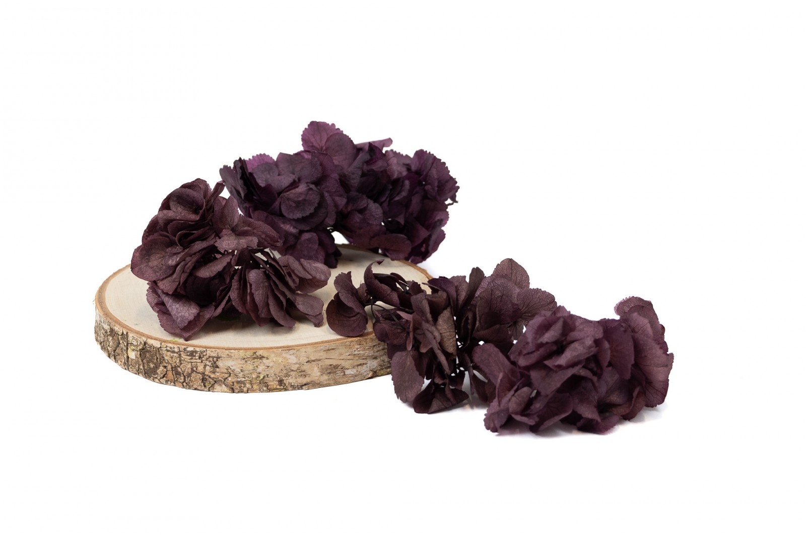 hortensia-stabilise-en-branches-14