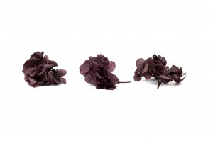 hortensia-stabilise-en-branches-14.