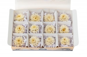 dahlia-stabilise-14.