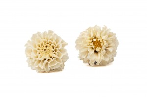 dahlia-stabilise-14.