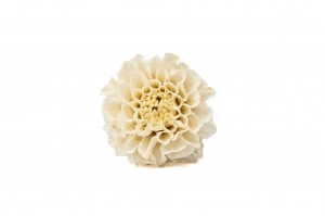 dahlia-stabilise-14.