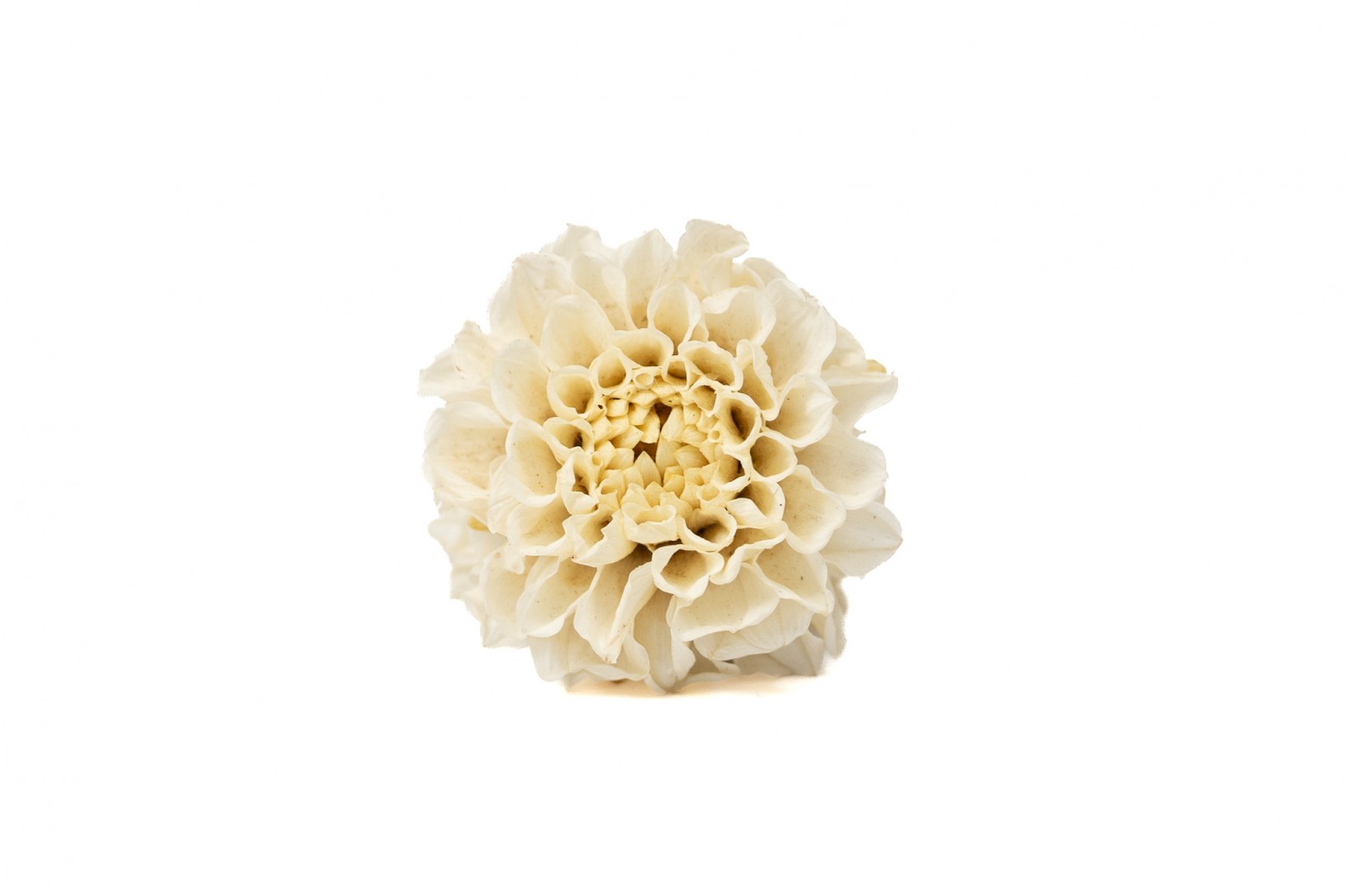 Dahlia stabilisé (14) dahlia-stabilise-14