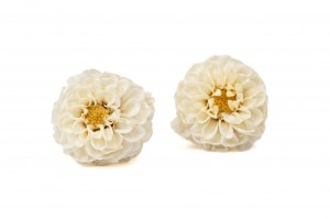 dahlia-stabilise-14.