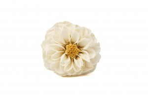 preserved-dahlia-14