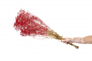 preserved-gypsophila-paniculata-11.