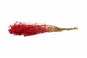 preserved-gypsophila-paniculata-11.