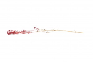 preserved-gypsophila-paniculata-11.