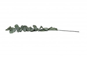 preserved-eucalyptus-cinerea-11.