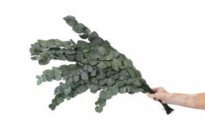 stabilisierte-eukalyptus-cinerea-11.