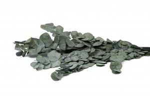 preserved-eucalyptus-cinerea-11