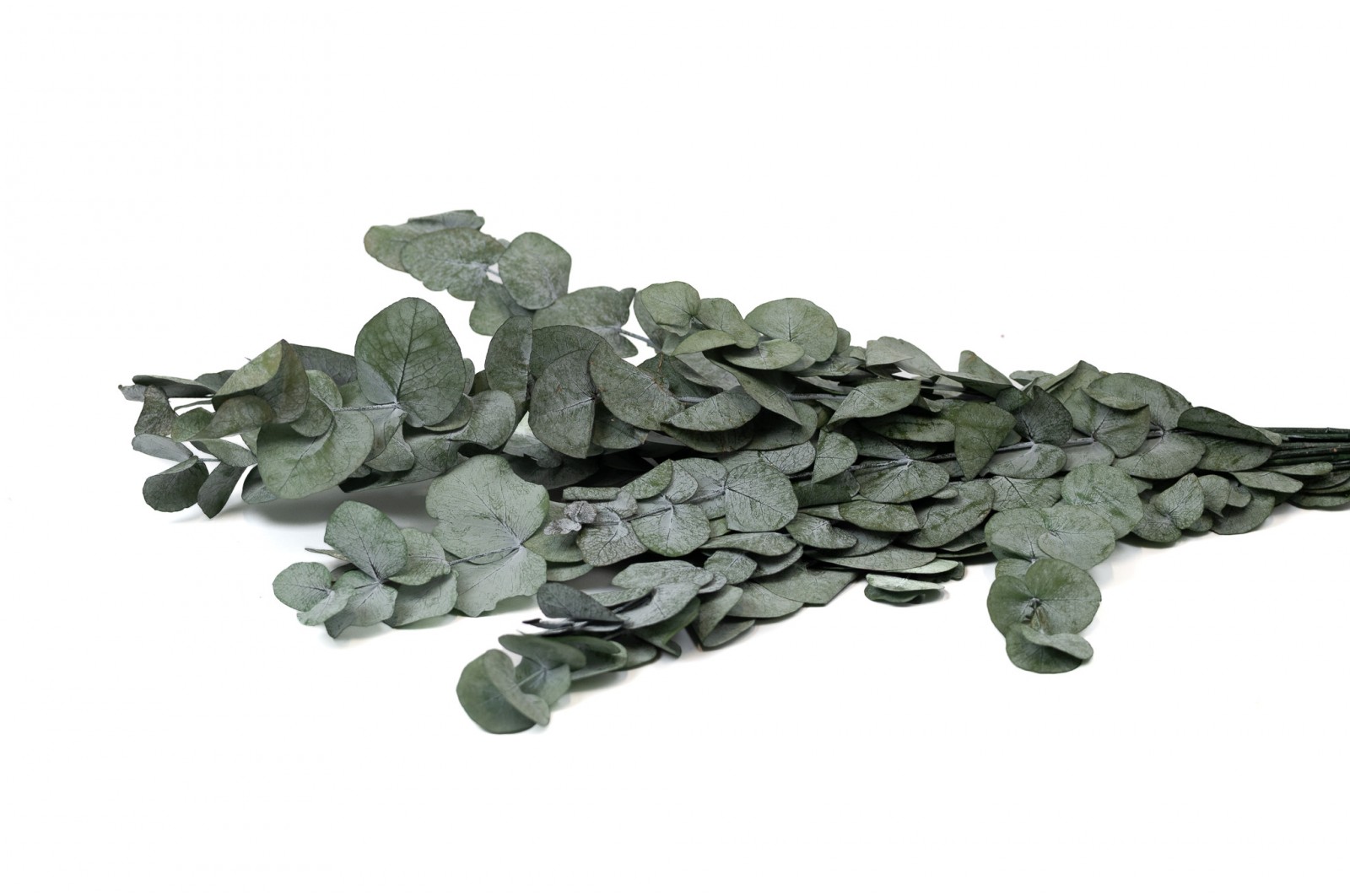 Preserved Eucalyptus Cinerea (11) preserved-eucalyptus-cinerea-11