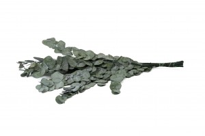 preserved-eucalyptus-cinerea-11.