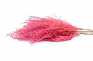 fluffy-reed-grass-sec-29.