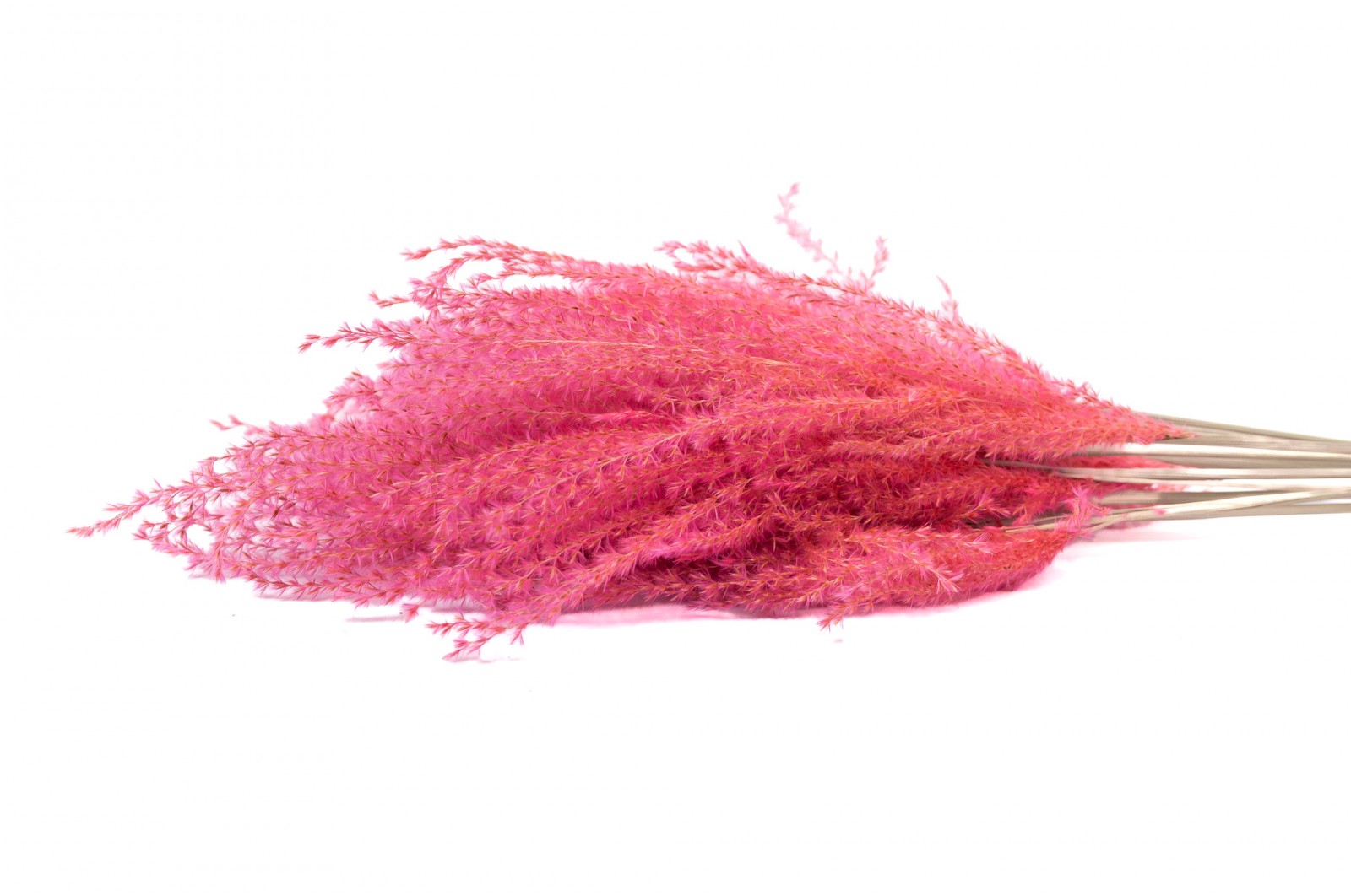 fluffy-reed-grass-sec-29