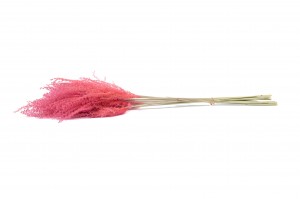 fluffy-reed-grass-sec-29.