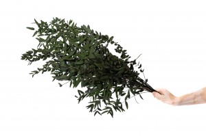 stabilisierte-eukalyptus-parvifolia-11.