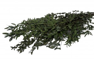 stabilisierte-eukalyptus-parvifolia-11.