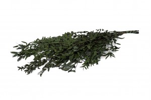 preserved-eucalyptus-parvifolia-11.