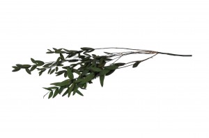 stabilisierte-eukalyptus-parvifolia-11.