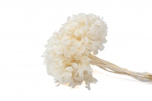 preserved-hydrangea-7.