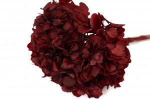 hortensia-stabilise-7.