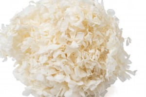 preserved-hydrangea-7