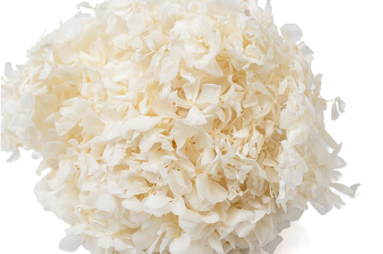 hortensia-stabilise-7