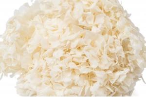 preserved-hydrangea-7.