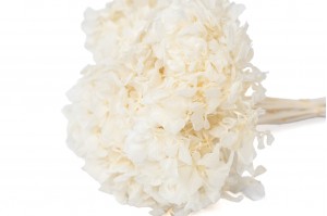 preserved-hydrangea-7.