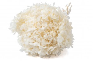 hortensia-stabilise-7.