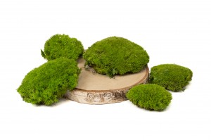 mousse-boule-stabilisee-5-cn.