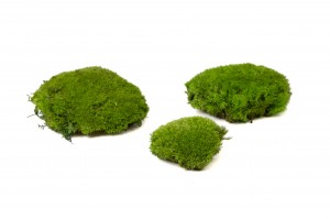 mousse-boule-stabilisee-5-cn.