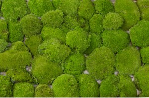 preserved-pole-moss-5-cn.