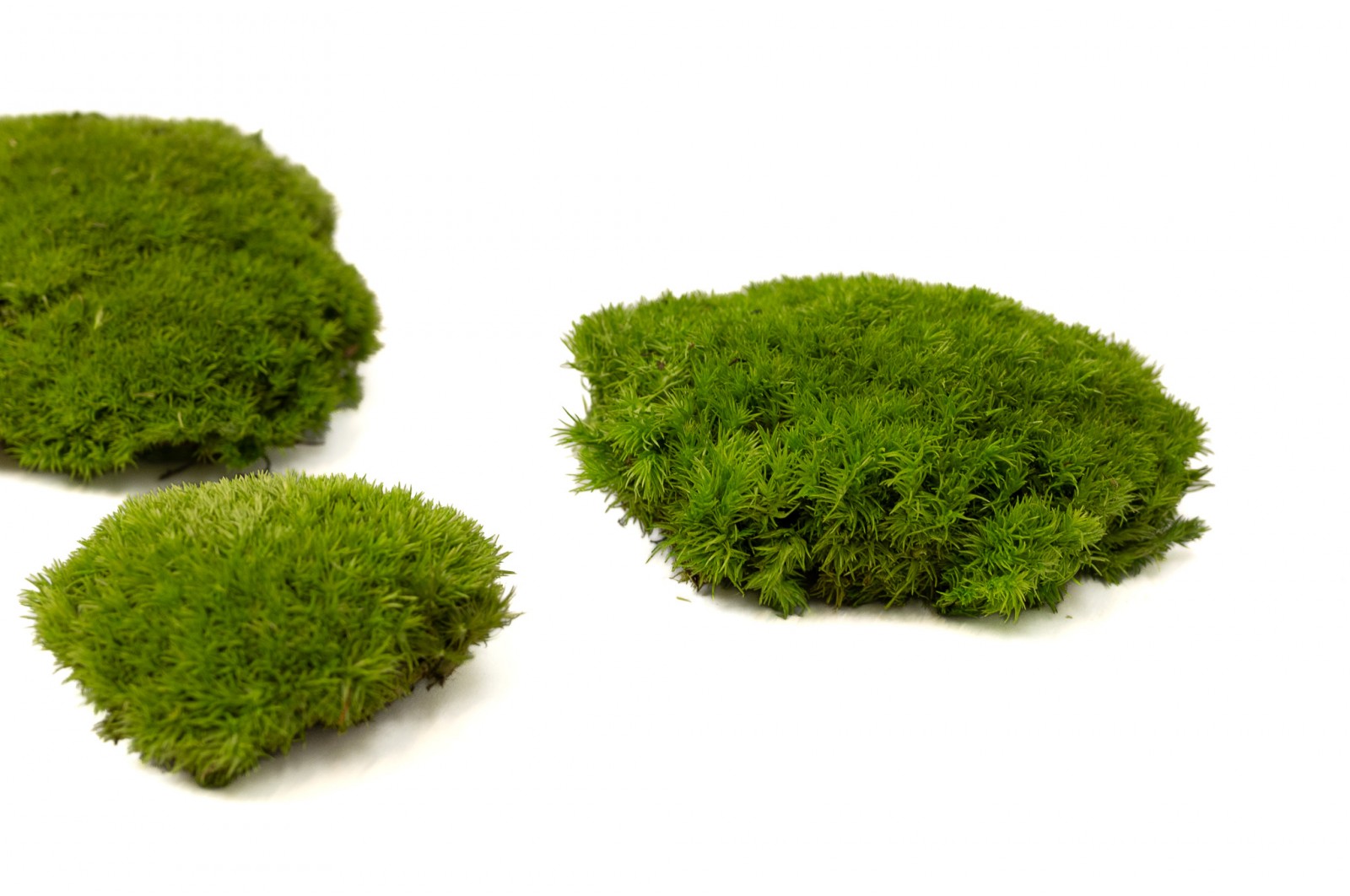 Preserved pole moss (5) (CN) preserved-pole-moss-5-cn