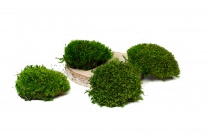 preserved-moss-from-provence-5-cn.