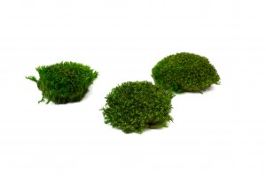 preserved-moss-from-provence-5-cn.