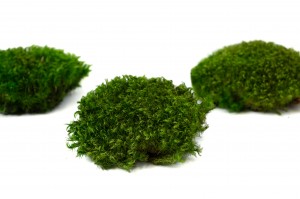 preserved-moss-from-provence-5-cn.